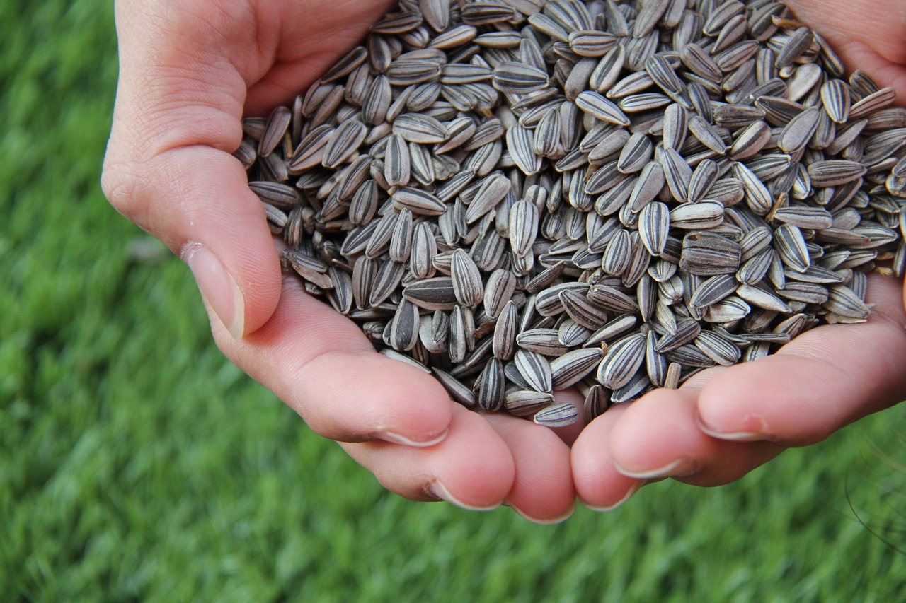 Stronger Nails sunflower seeds in hands