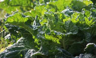 collard greens nutrition