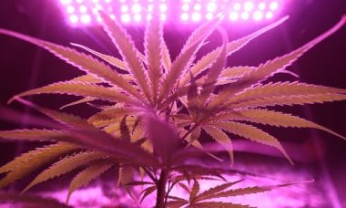 Medical Cannabis Doctor