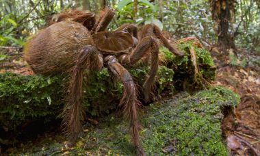 Biggest Spider In The World.