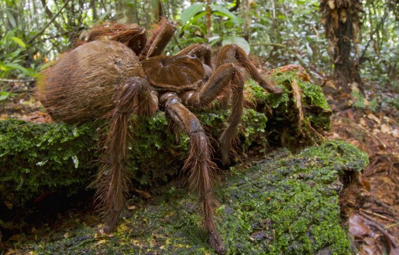 Biggest Spider In The World.