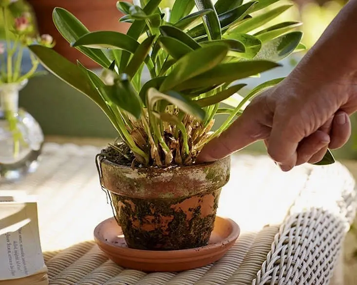 How to save a dying plant