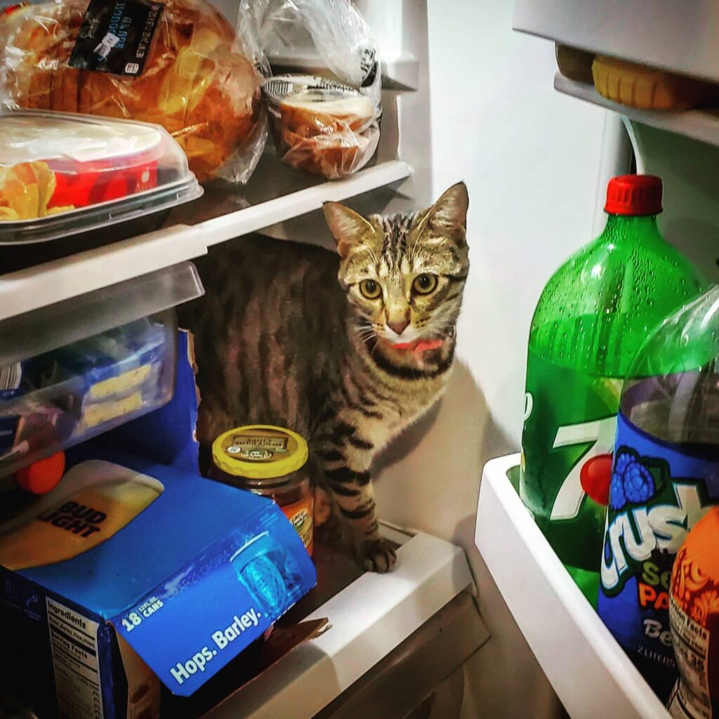 What-Cats-Can-Eat-From-the-Fridge--1024x1024