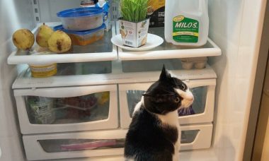 What-Cats-Can-Eat-From-the-Fridge-800x500