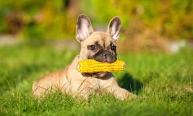 van dogs eat corn