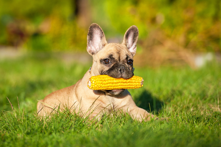 van dogs eat corn