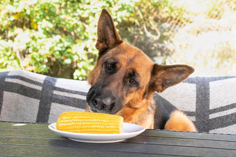 dogs eating corn