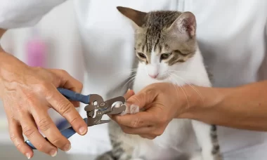 how-to-trim-cats-nails