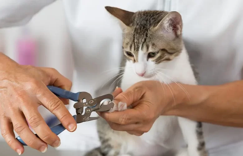 how-to-trim-cats-nails