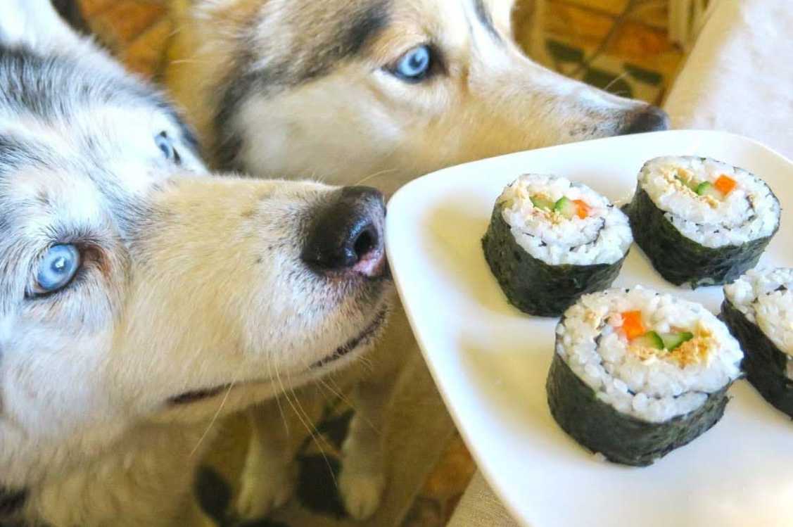 can-dogs-eat-sushi