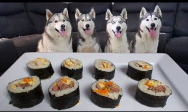 can dogs have sushi