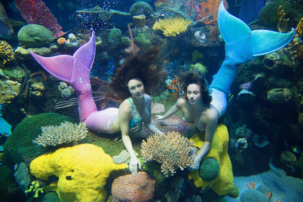 mermaids at silverton aquarium
