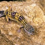 How long do leopard geckos live