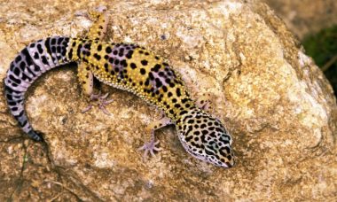 How long do leopard geckos live