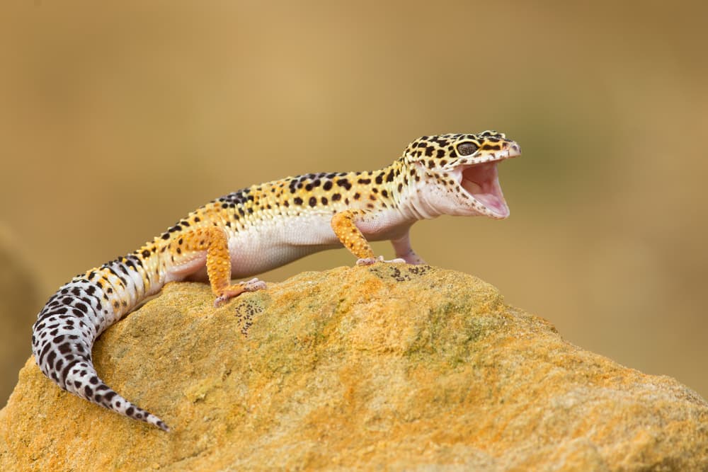 leopard-gecko-lifespan