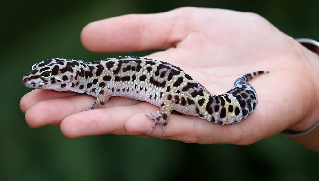 leopard geckos as pets