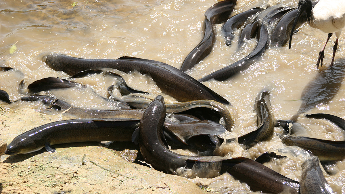 American-Eels in sargasso sea