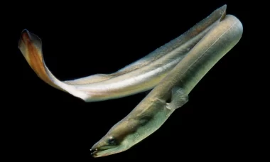 How Do Eels Reproduce