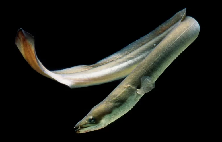 How Do Eels Reproduce