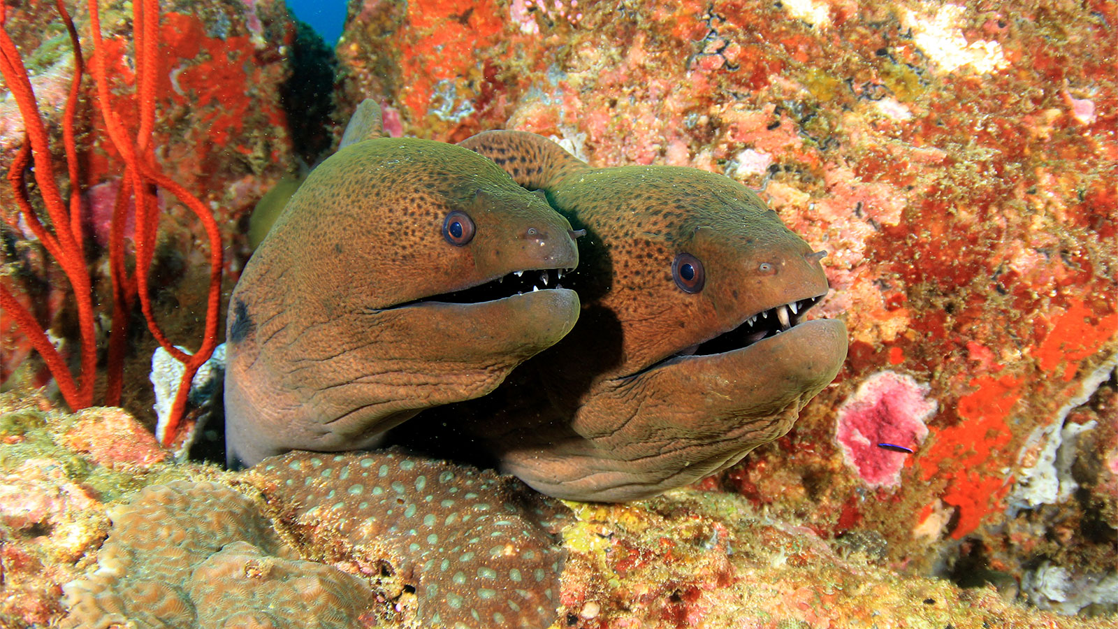 How Do Eels Reproduce in sea