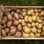 can potatoes be grown in containers