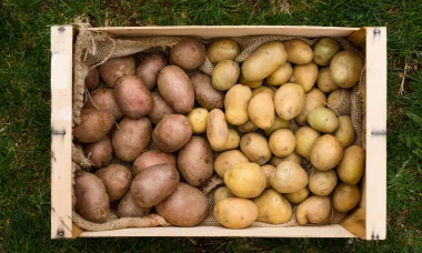 can potatoes be grown in containers