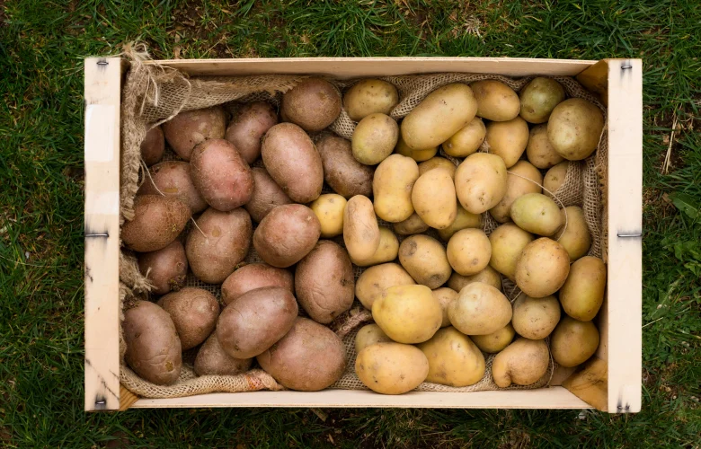 can potatoes be grown in containers