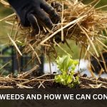what are weeds and how we can control them