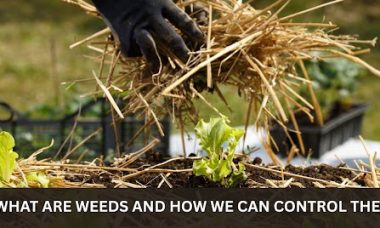 what are weeds and how we can control them