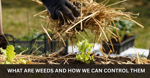 what are weeds and how we can control them